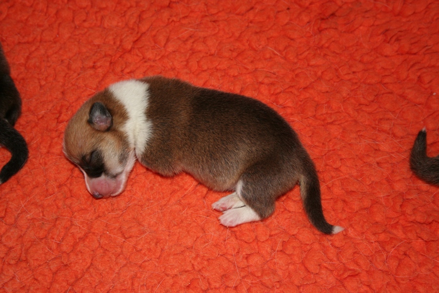 Puppies